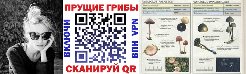 Галлюциногенные грибы прущие грибы  Купить  Коряжма 